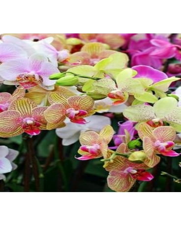 ORCHID PLANT